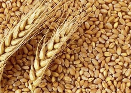 قاچاق بخش اعظمی از آرد و گندم یارانه‌ای‌ به خارج کشور