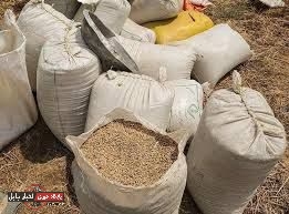 احتکار ۱۵ تن گندم در شهرستان بابل
