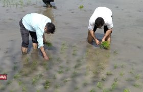 اولین نشا دستی و سنتی در روستای شهید عبدالله بخش لاله آباد شهرستان بابل