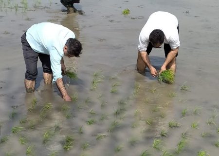 اولین نشا دستی و سنتی در روستای شهید عبدالله بخش لاله آباد شهرستان بابل