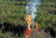 نبض سبز مزارع به‌جای دود سیاه