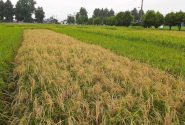 چالش تأمین آب ۱۸ روستای مازندران برای کشت دوم برنج