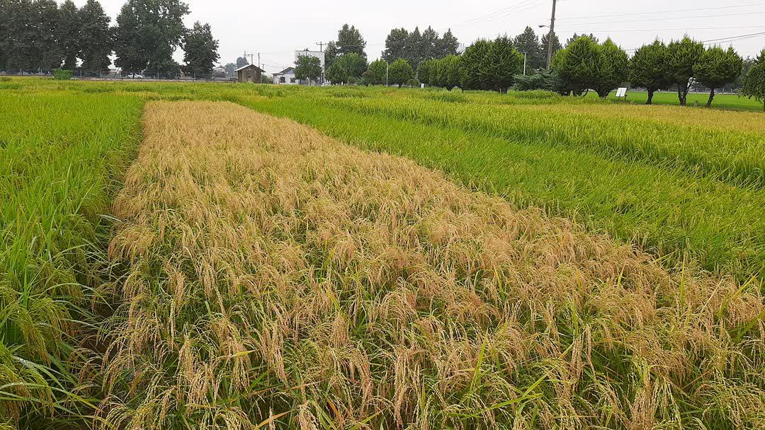 چالش تأمین آب ۱۸ روستای مازندران برای کشت دوم برنج