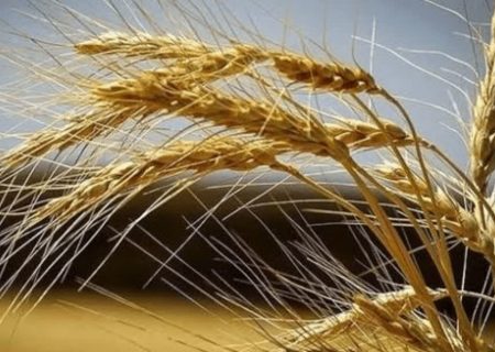نگرانی بابت تأمین گندم یا پرداخت مطالبات وجود ندارد