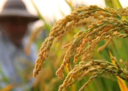هشداری برای شالیکاران؛ برداشت در شرایط جوی مناسب انجام شود