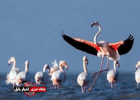 پیش‌قراولان پرندگان مهاجر وارد تالاب‌های مازندران شدند