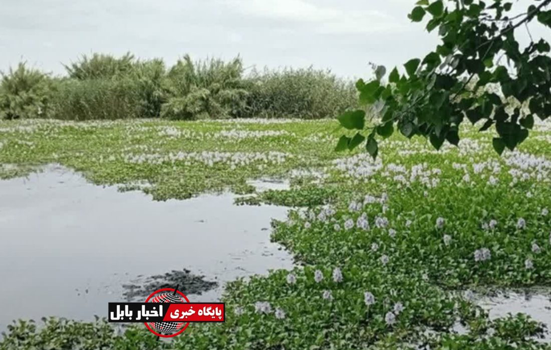 پاک‌سازی موفق تالاب نیلوفر آبی از سنبل شیطانی