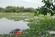 پاک‌سازی موفق تالاب نیلوفر آبی از سنبل شیطانی