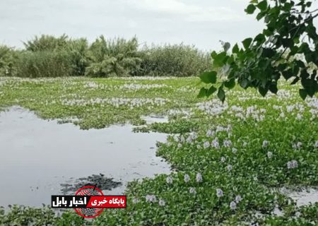پاک‌سازی موفق تالاب نیلوفر آبی از سنبل شیطانی