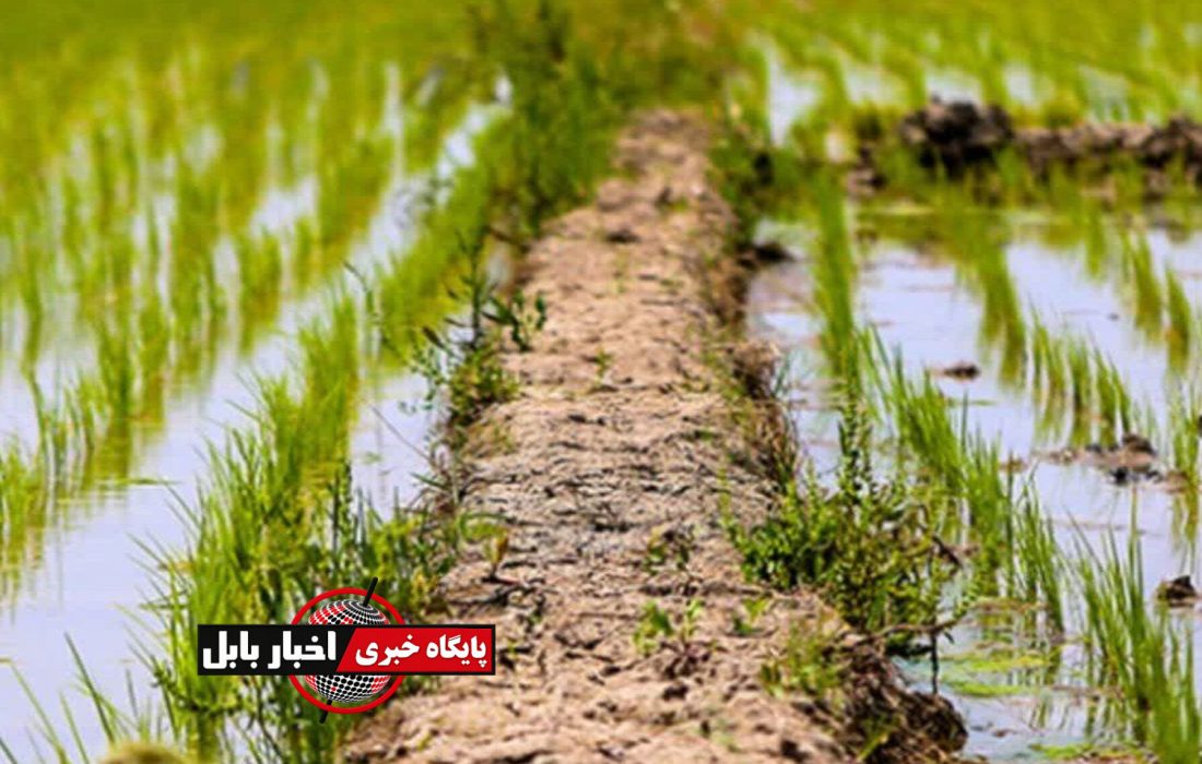 وقتی جهش تولید در شالیزارهای مازندران قد می‌کشد