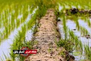 وقتی جهش تولید در شالیزارهای مازندران قد می‌کشد