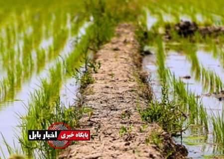 وقتی جهش تولید در شالیزارهای مازندران قد می‌کشد