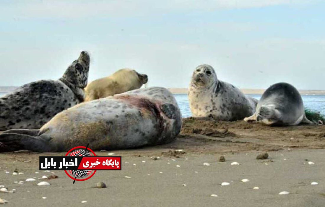 تلفات فوک خزر در مازندران به ۳۱ مورد رسید