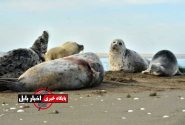 تلفات فوک خزر در مازندران به ۳۱ مورد رسید