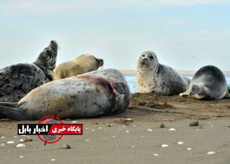 تلفات فوک خزر در مازندران به ۳۱ مورد رسید