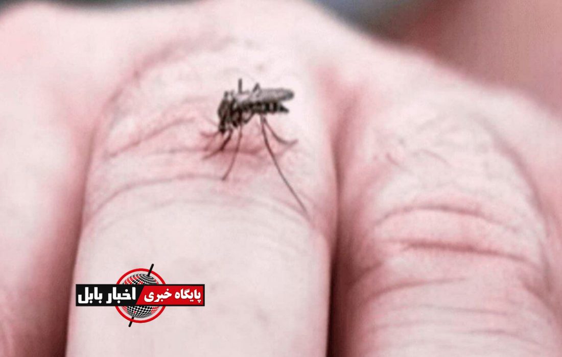 پشه آئدس در مازندران صید می‌شود