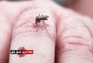 پشه آئدس در مازندران صید می‌شود