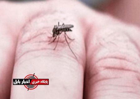 پشه آئدس در مازندران صید می‌شود