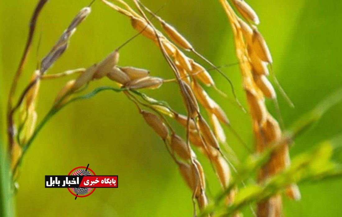 زمان برداشت برنج رتون در مازندران اعلام شد