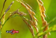 زمان برداشت برنج رتون در مازندران اعلام شد