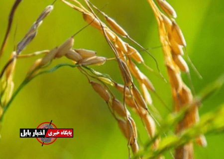 زمان برداشت برنج رتون در مازندران اعلام شد