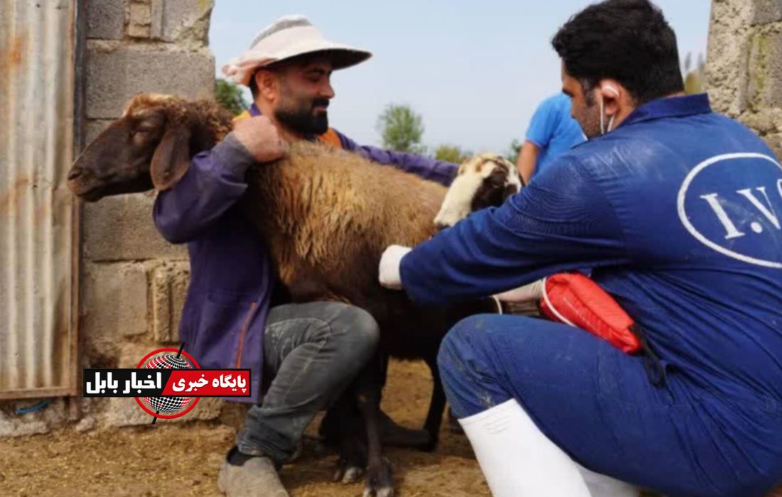 خدمات رایگان دامپزشکی به دامداران محروم مازندران رسید