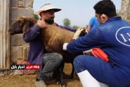 خدمات رایگان دامپزشکی به دامداران محروم مازندران رسید