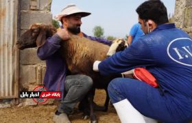 خدمات رایگان دامپزشکی به دامداران محروم مازندران رسید