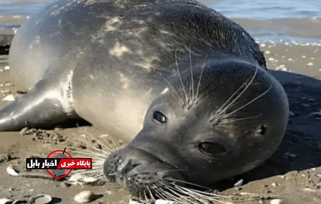 شمار تلفات تنها پستاندار خزر به ۳۳ قلاده رسید