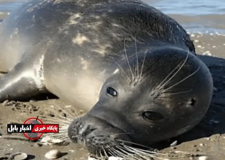 شمار تلفات تنها پستاندار خزر به ۳۳ قلاده رسید