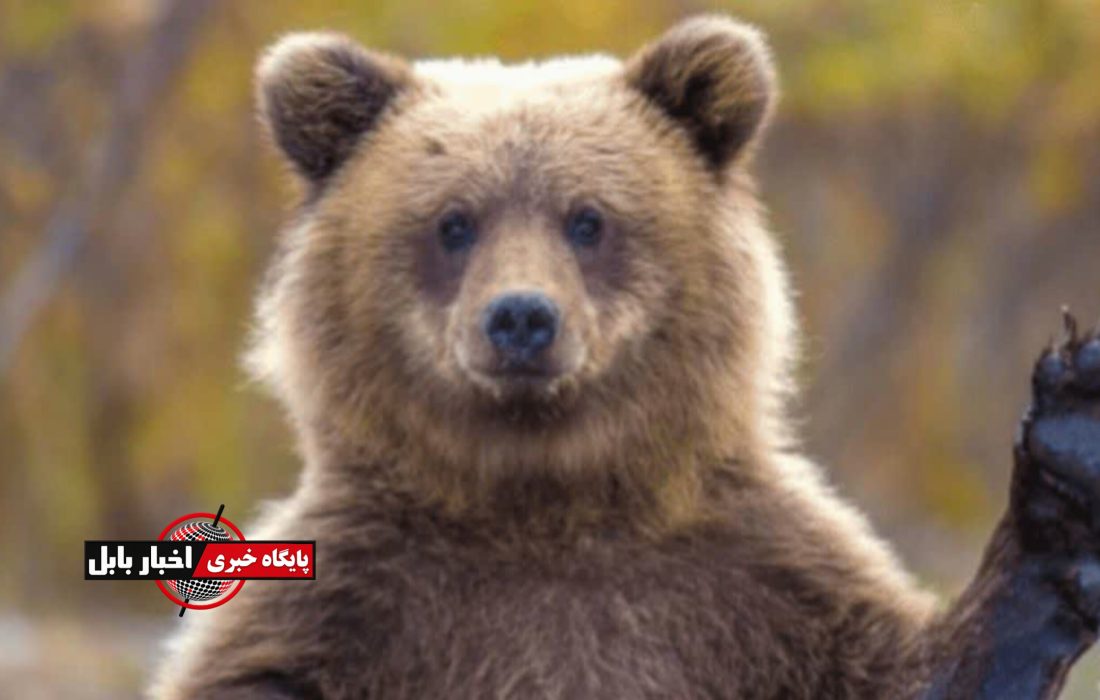 سایه سنگین حیات‌وحش بر سکونتگاه‌های مازندران