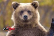 سایه سنگین حیات‌وحش بر سکونتگاه‌های مازندران