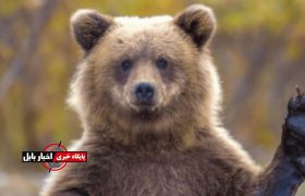 سایه سنگین حیات‌وحش بر سکونتگاه‌های مازندران