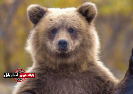 سایه سنگین حیات‌وحش بر سکونتگاه‌های مازندران