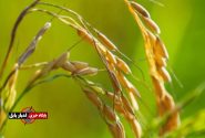 طنین برکت در شالیزارهای مازندران