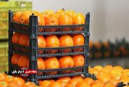 جهاد کشاورزی: عرضهٔ مرکبات رنگ‌شده ممنوع است