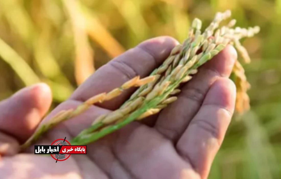 خشکه کاری؛ ناجی شالیزارهای مازندران