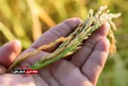 خشکه کاری؛ ناجی شالیزارهای مازندران