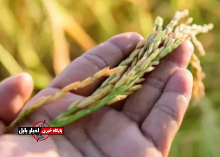 خشکه کاری؛ ناجی شالیزارهای مازندران