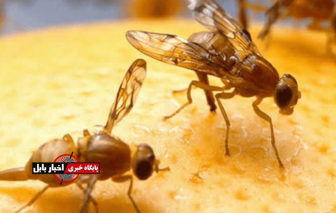 مگس میوه؛ آفتی که در مازندران جا خوش کرد