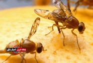 مگس میوه؛ آفتی که در مازندران جا خوش کرد