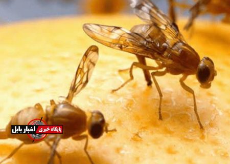 مگس میوه؛ آفتی که در مازندران جا خوش کرد