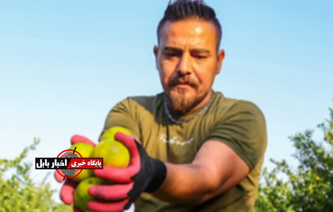 بازار مرکبات مازندران به تقویم عرضه نیاز دارد