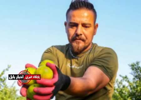 بازار مرکبات مازندران به تقویم عرضه نیاز دارد